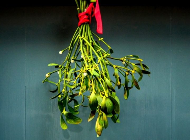 Mistletoe Actually Has a Surprisingly Powerful Healing Effect : ScienceAlert