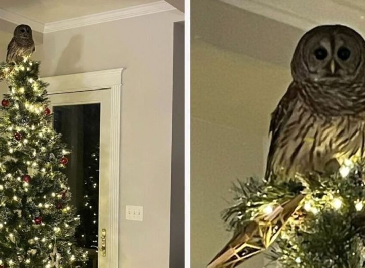 Moment family stunned as owl flies into home and sits on top of Christmas tree | World | News