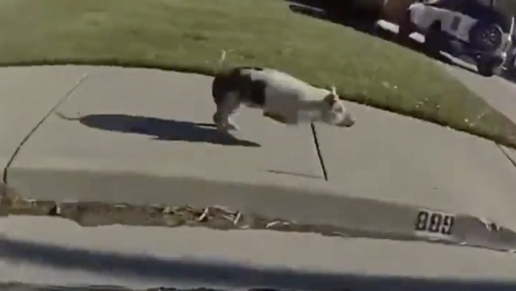 Police chase escaped pig through neighbourhood in Utah