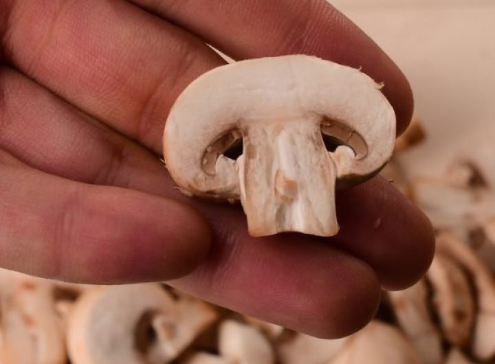 Mushroom Extract Shows Promising Effects Against Prostate Cancer : ScienceAlert