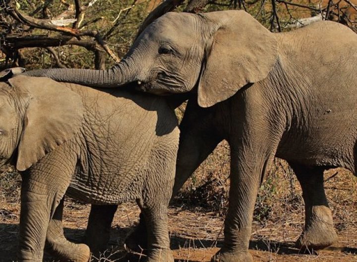 Mysterious Cause of Massive Elephant Die-Off in 2020 Finally Revealed : ScienceAlert