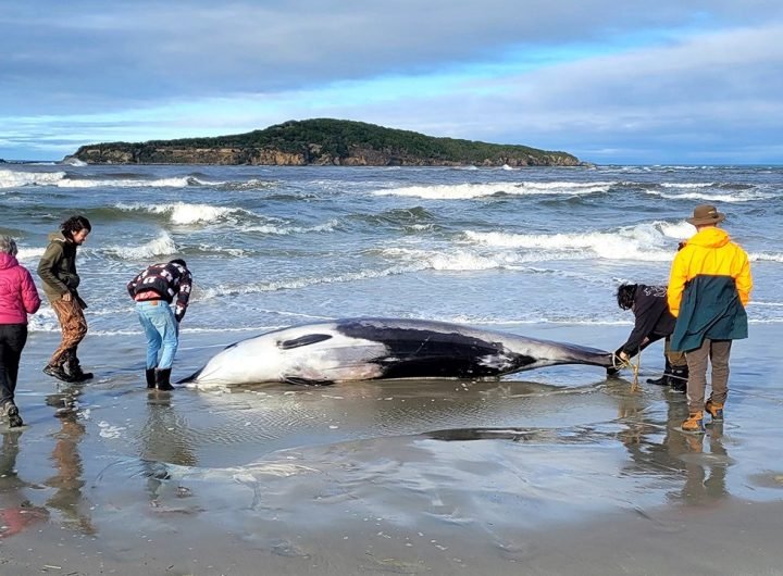 New Zealand scientists suspect specimen of world’s rarest whale died from head injuries