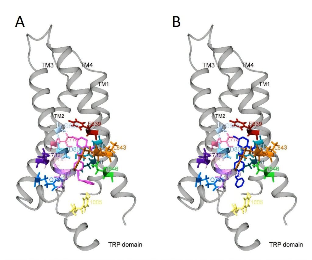 New molecule can regulate ion channels using light