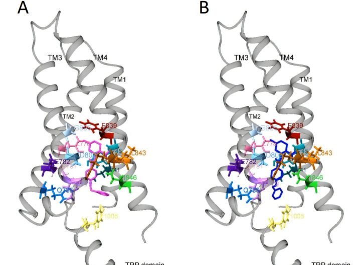 New molecule can regulate ion channels using light