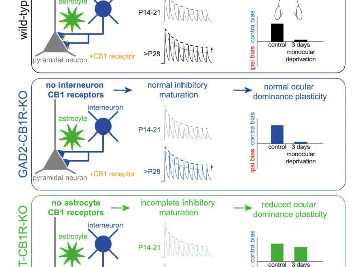 New research shows how cannabis can potentially influence brain development