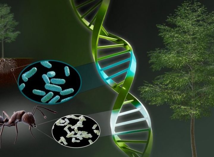 Chimera Photosynthesis Regulating Gene Origins