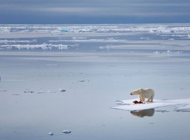 'Ominous milestone for the planet': Arctic Ocean's 1st ice-free day could be just 3 years away, alarming study finds