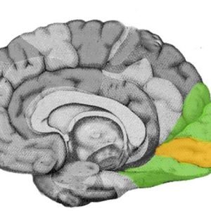 Research reveals hidden visual deficits and neural pathway alterations in mild TBI patients