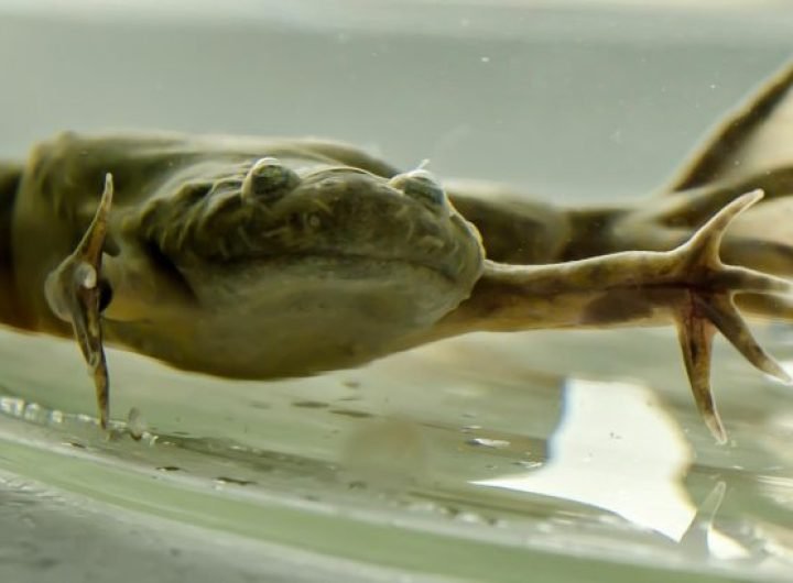 African Clawed Frog Close