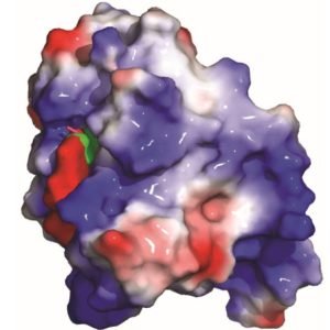 YTHDF2 Protein