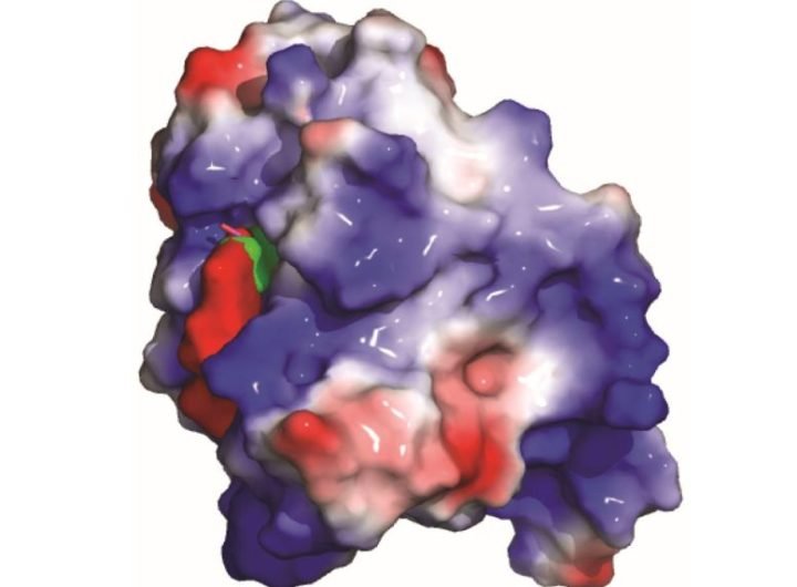 YTHDF2 Protein