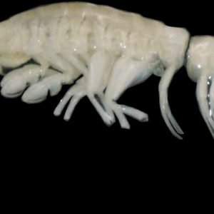 Scientists Discover New Deep-Sea Predator, Name It 'Darkness' : ScienceAlert