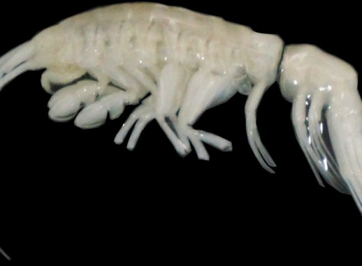 Scientists Discover New Deep-Sea Predator, Name It 'Darkness' : ScienceAlert