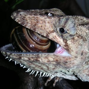 Anole Crushing a Snail With Its Jaws