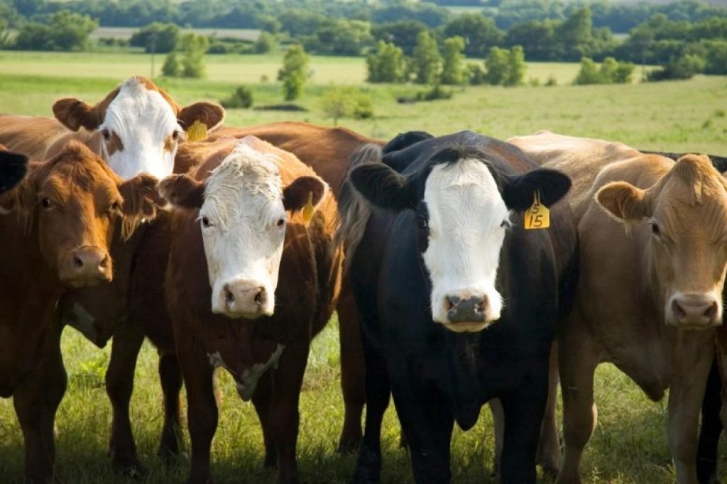 Cows Beef Cattle