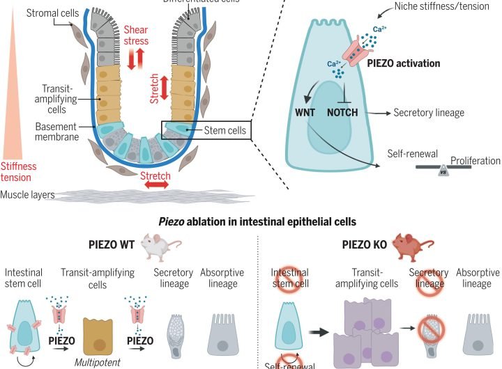 Study reveals how stem cells respond to environmental signals, with implications for IBD and colorectal cancer