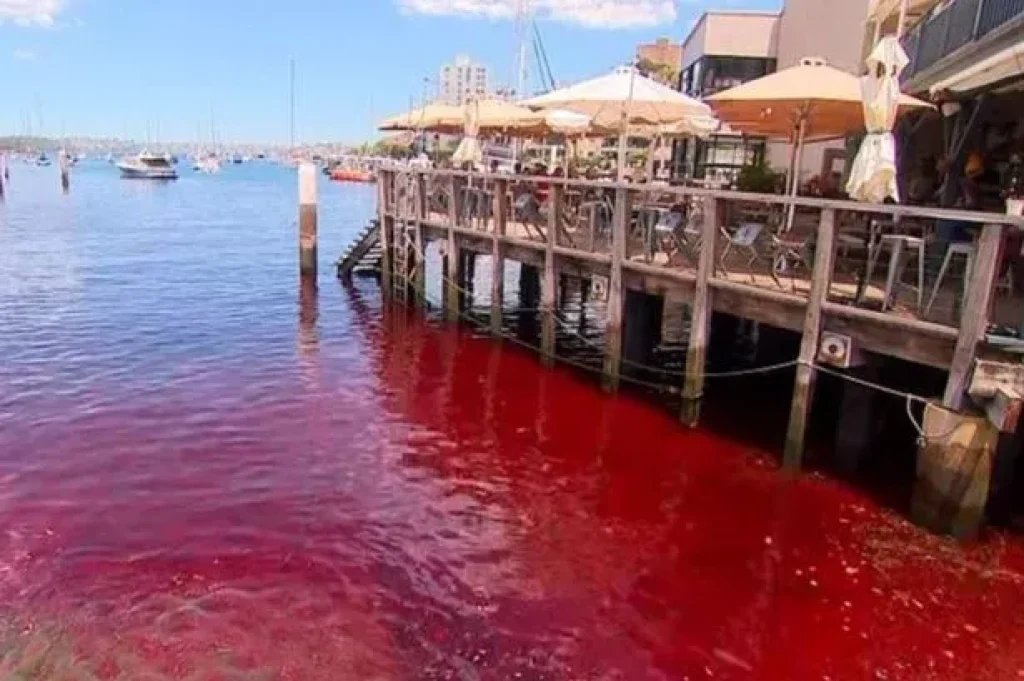 Sydney harbour water mysteriously turns blood red as locals fear the worst