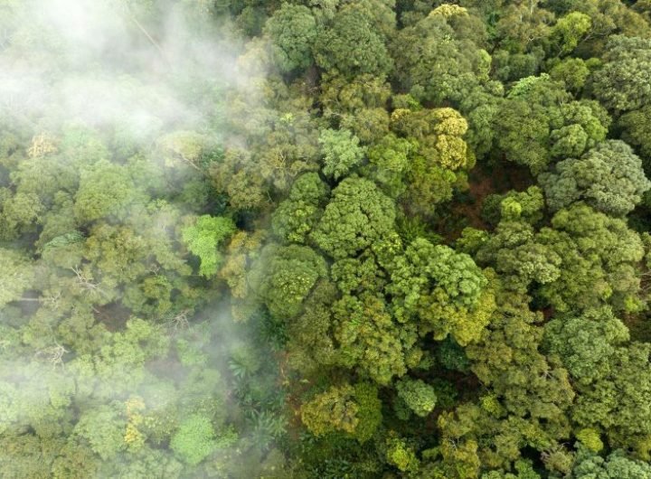 Tropical Forests Absorb Carbon Dioxide Capture