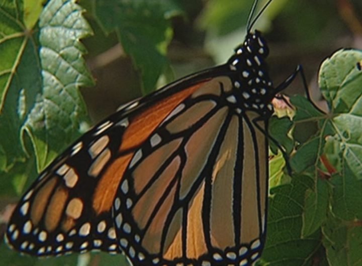 There's a new proposal to protect monarch butterflies. Advocates say it's a much-needed move