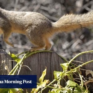 This cute California squirrel hides a secret: It’s a vicious predator