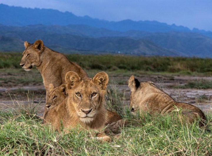 African Lions in Queen Elizabeth National Park