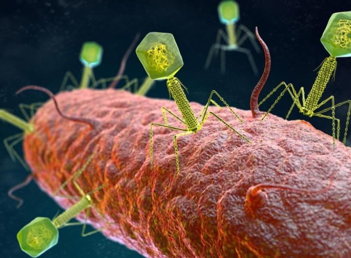 Bacteriophage Virus Attacking Bacteria