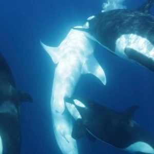 Orcas Bringing Whale to Surface