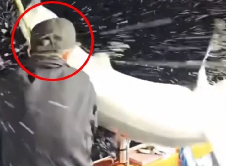 Watch terrifying moment two anglers are wiped out by flying SHARK that leaps from the dark onto their boat