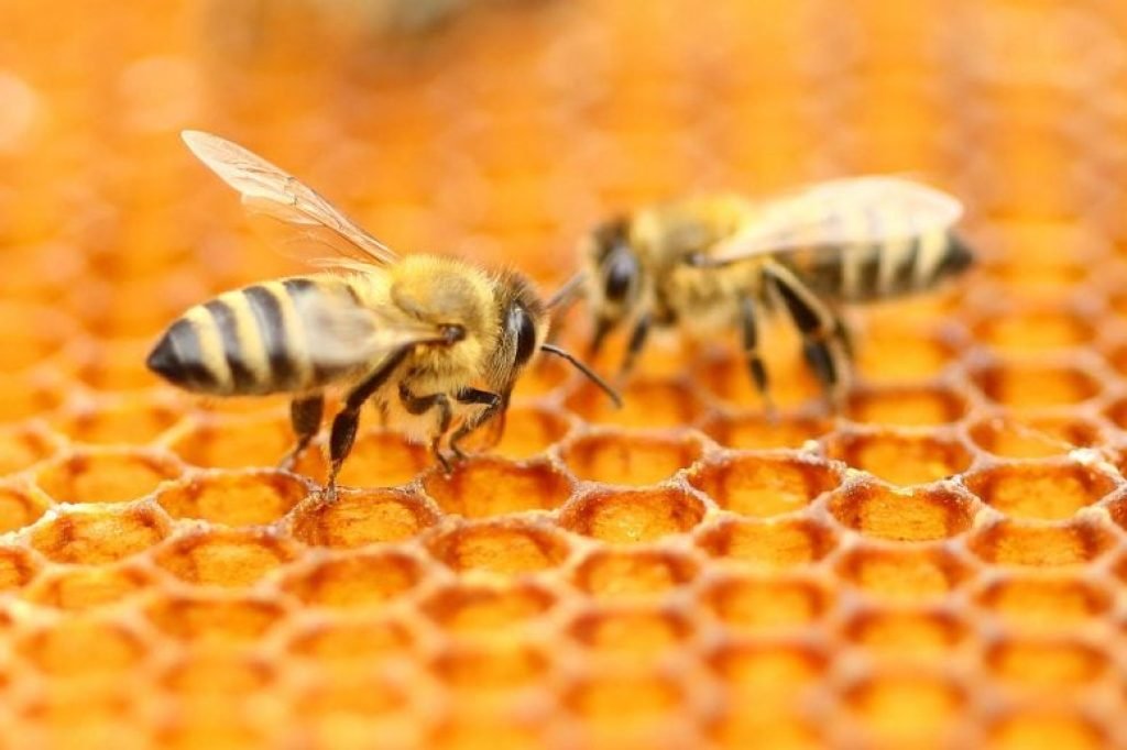 Bees Honeycomb