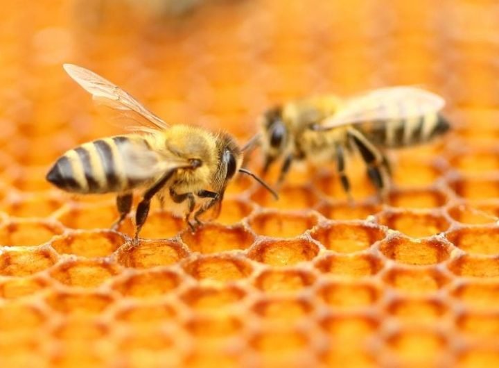 Bees Honeycomb