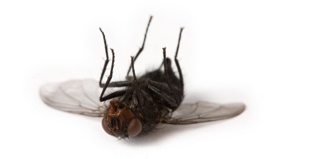 Who Was The Fly Who Died In My House?