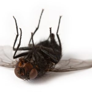 Who Was The Fly Who Died In My House?