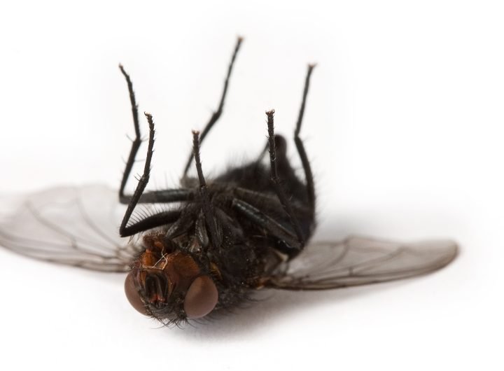 Who Was The Fly Who Died In My House?