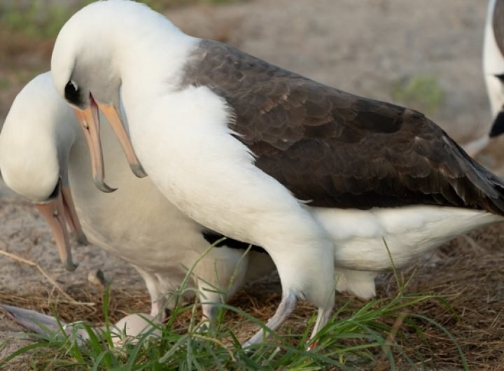 'World's Oldest Bird' to Become a Mom Yet Again, Laying Egg at 74 : ScienceAlert