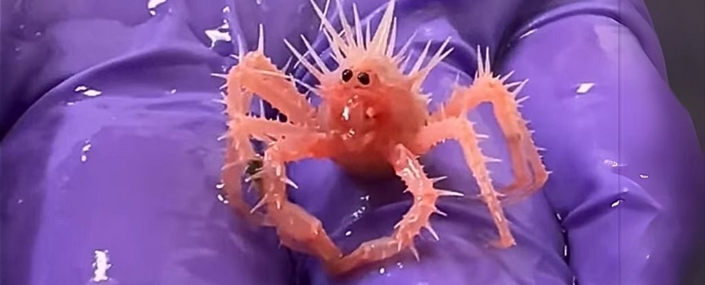 Adorable Baby Crab Stuns The World With Its Spiky Charm : ScienceAlert