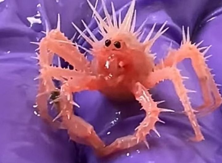 Adorable Baby Crab Stuns The World With Its Spiky Charm : ScienceAlert