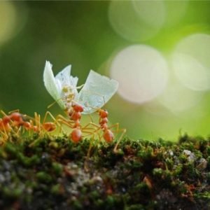 Ants Carrying Flower