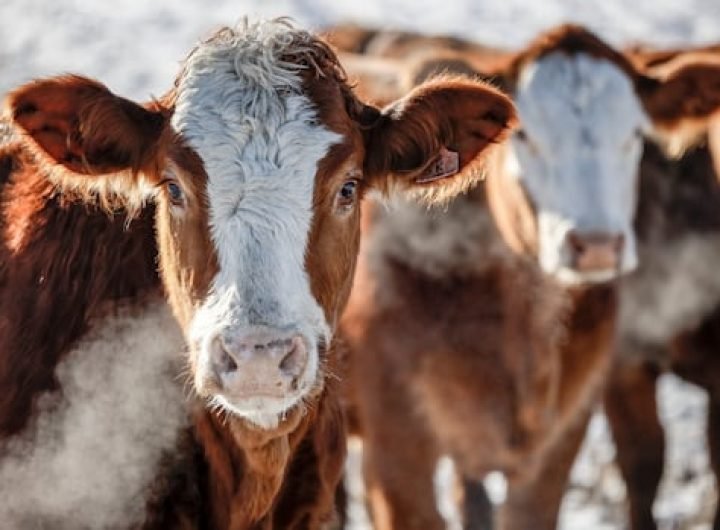 As bird flu concerns grow, Alberta researchers hope to launch wastewater monitoring for livestock