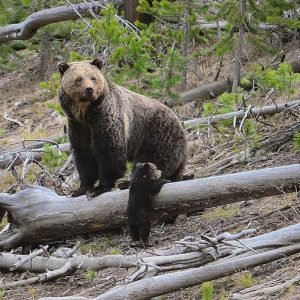 Biden moves to protect grizzly bears before Trump comes to power