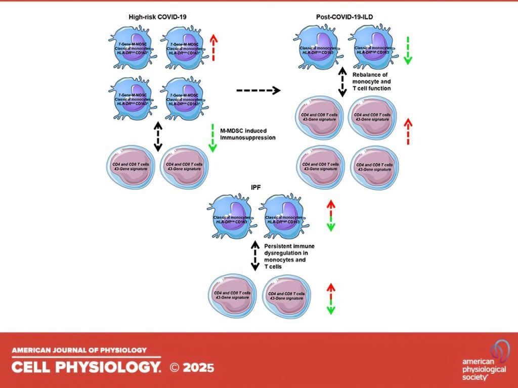 COVID-19 patients with pulmonary fibrosis show unexpected lung improvement