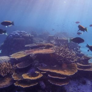 A Group of Parrotfish Swimming in a Reef Composed of Branching, Table and Massive Corals in the Great Barrier Reef