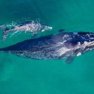 Conservation of endangered right whales faces 'serious setback' as U.S. drops proposed rule