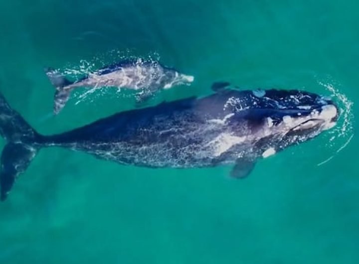 Conservation of endangered right whales faces 'serious setback' as U.S. drops proposed rule