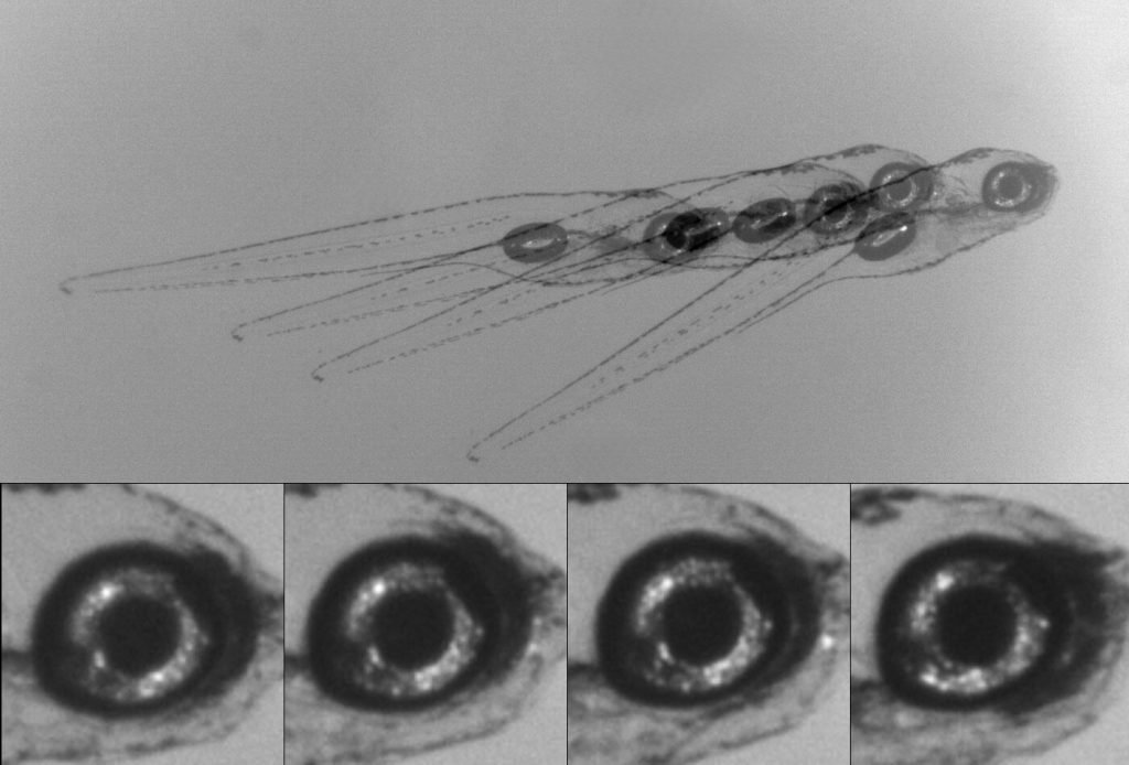 Discovery may guide future research into eye movement, balance disorders