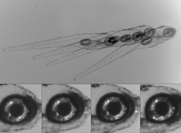 Discovery may guide future research into eye movement, balance disorders