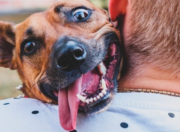 Dogs Can Catch Your 'Stress', Putting Their Own Health at Risk : ScienceAlert