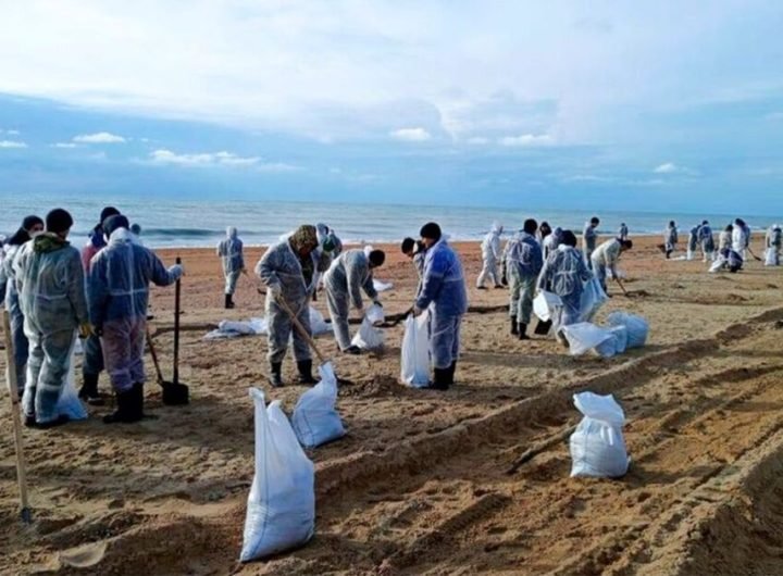 Dozens of dolphins wash up dead on beach after oil spill | World | News