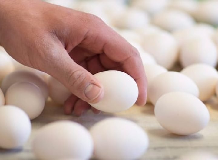 Eggs recalled in multiple provinces over salmonella concerns