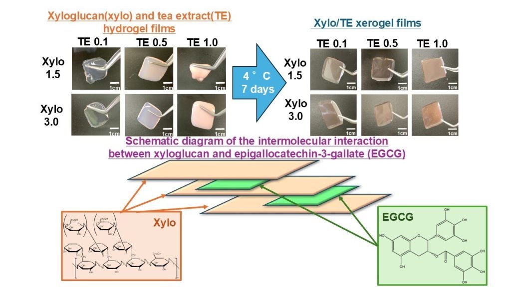 Green tea-based adhesive films show promise as a novel treatment for oral mucositis