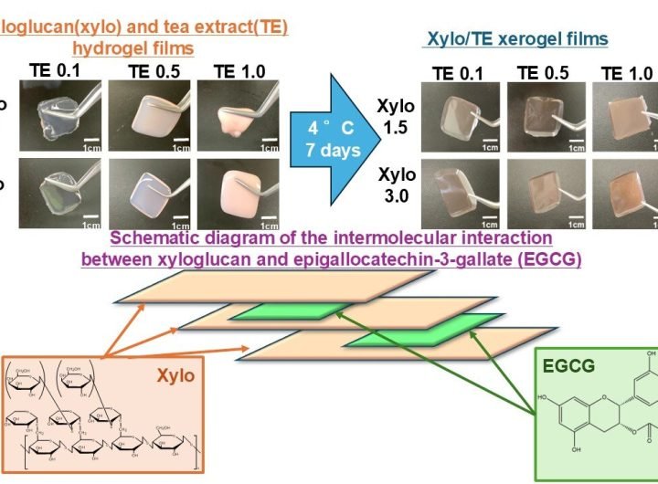 Green tea-based adhesive films show promise as a novel treatment for oral mucositis